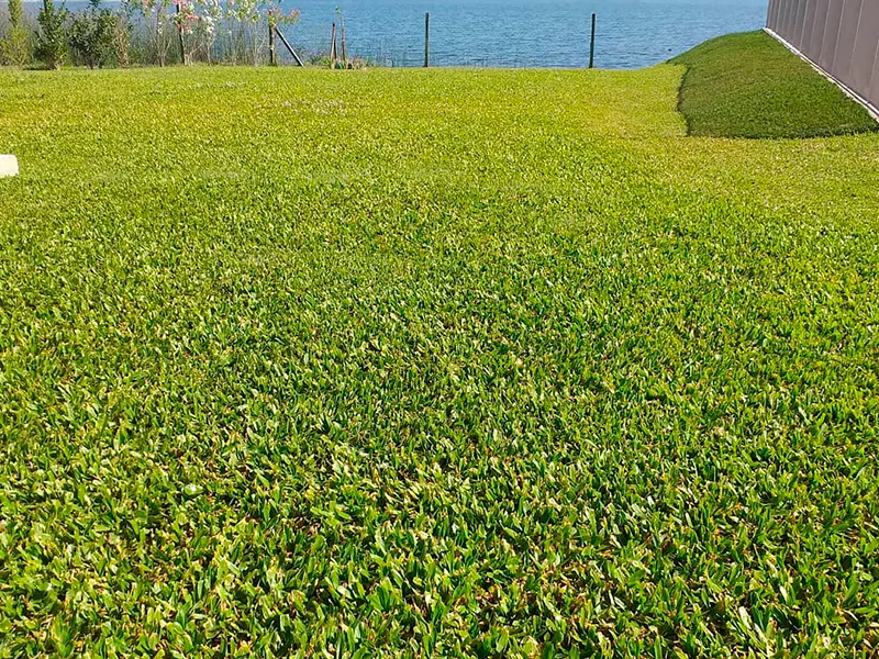 Norte Verde Y Las Libelulas